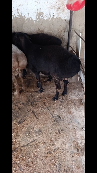 Qochqor sotiladi Кочкор