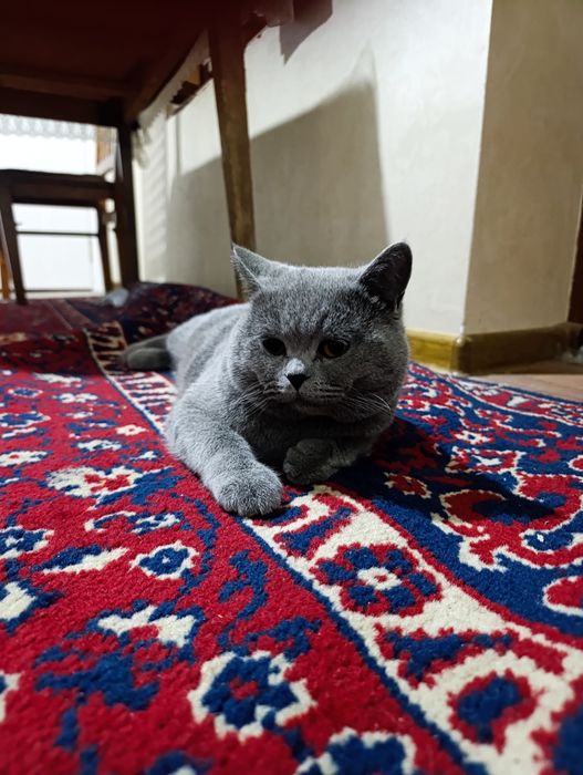scottish fold mushuk