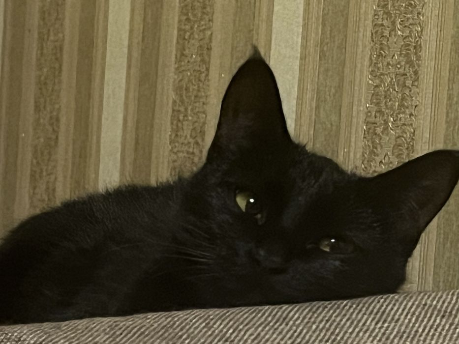 Отдам кошку