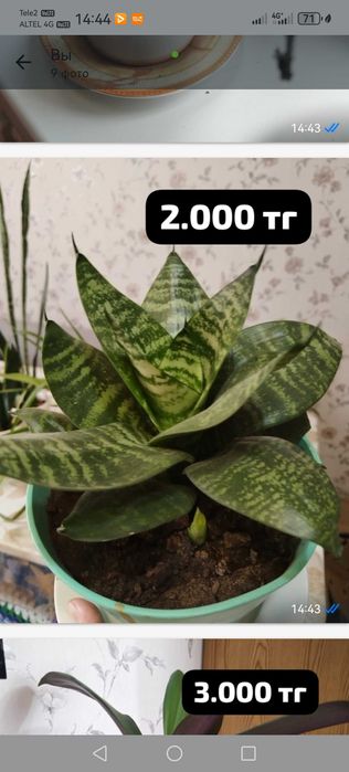 Продам комнатные цветы