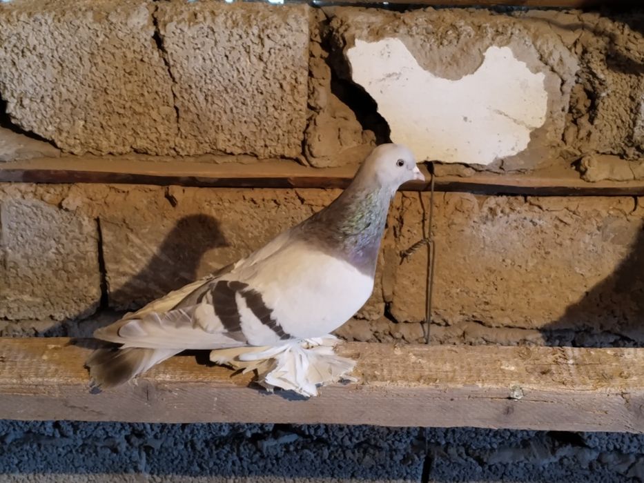 Голуби уды перс самец