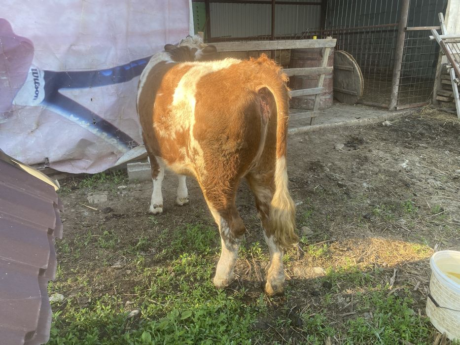 Vitea baltata romaneasca de vanzare