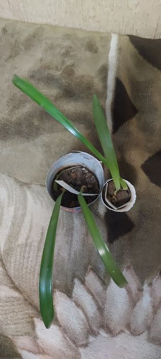 Детку от амариллиса