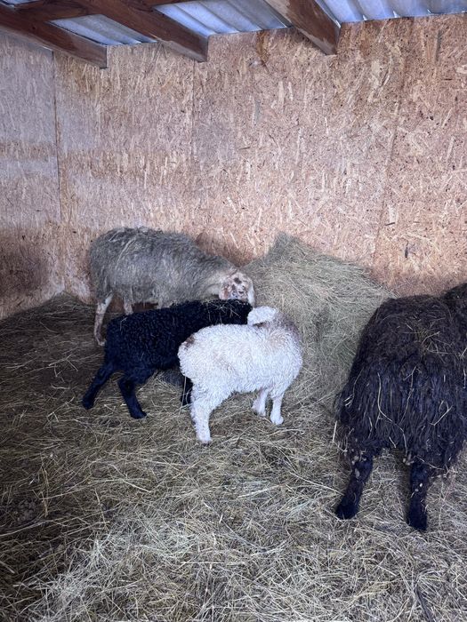 Продам   овец