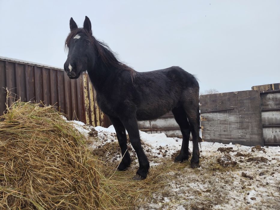 Продам кобылу жеребая