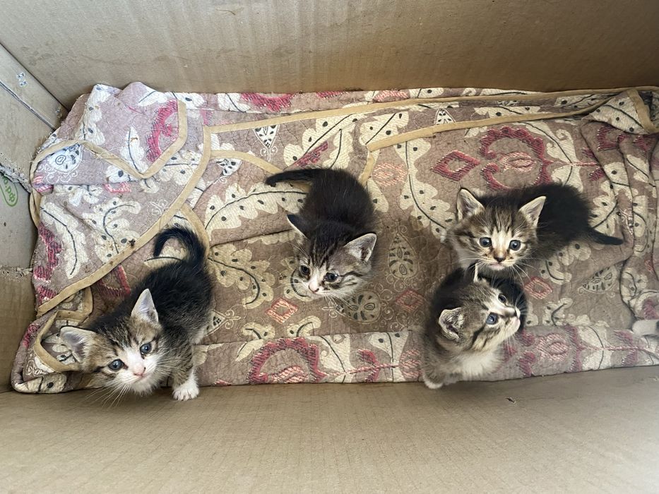 Марғаулар бар 5 еу