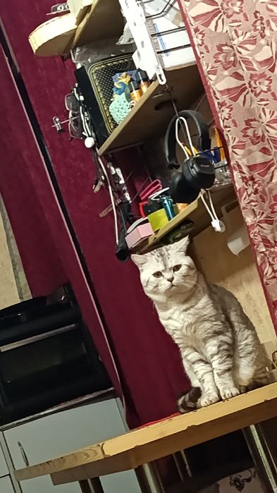 Котята Шотландские