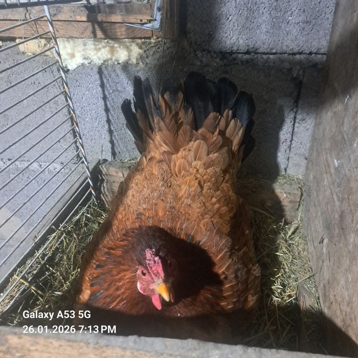 Продам Курей квочек