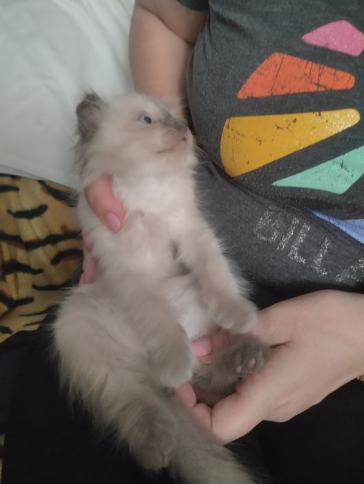 Котик породистый