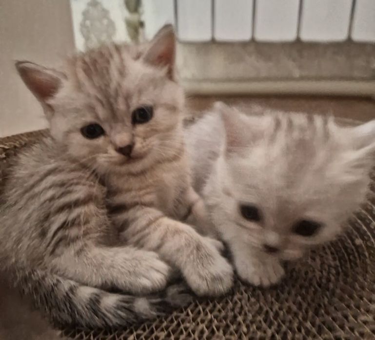 Котята котята котята