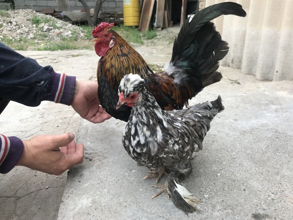 Карликовые куры.