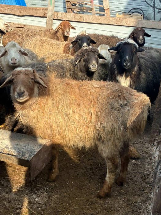 Сатылады койлар семз