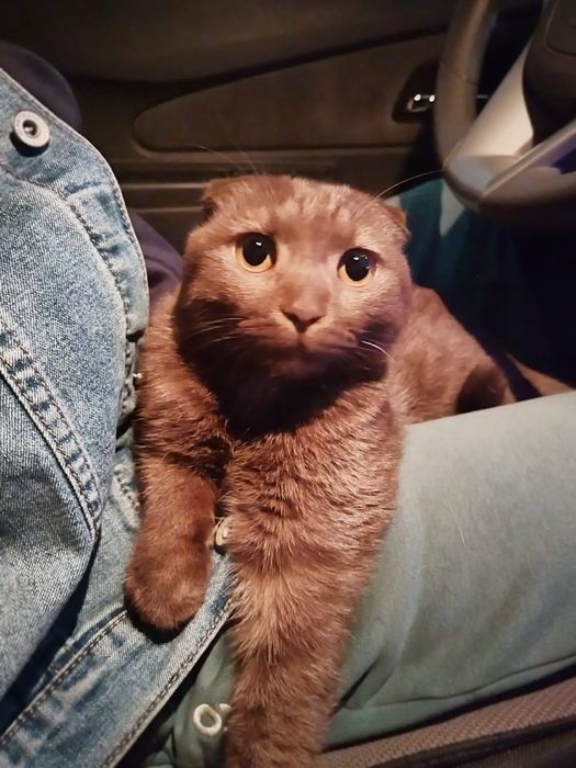 Шотландский веслоух