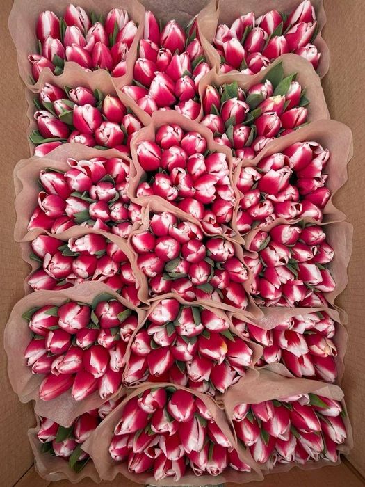 Тюльпаны оптом с теплицы 2026 сезон открыт!