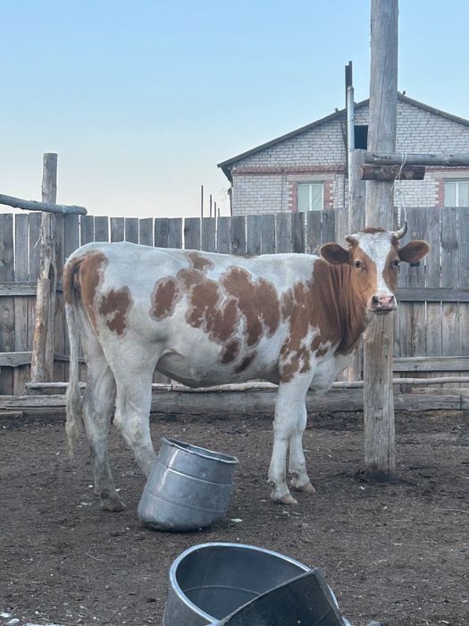 Құнажын, тайынша . Продам первотелку и нетель
