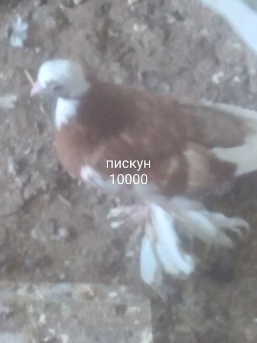 Село Шамалған голуби