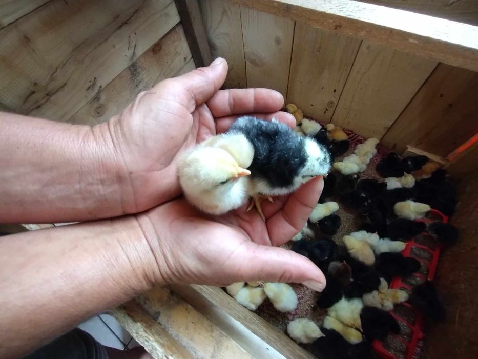 Pui de o zi de la găini de casă