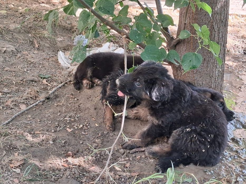 Немецкие щенки  (четрак)