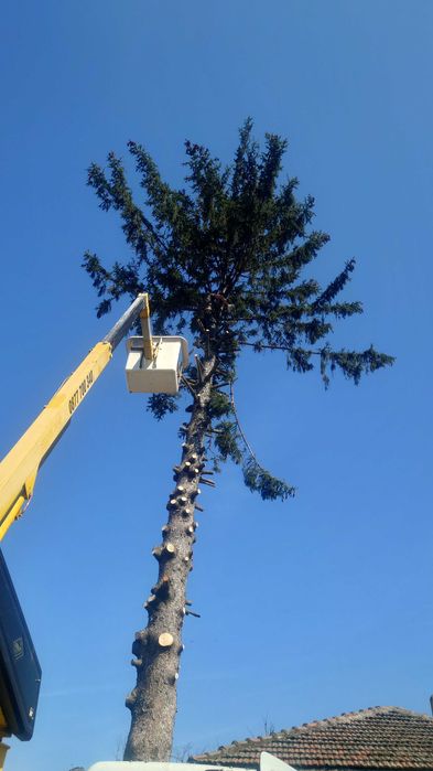 рязане на опасни дървета