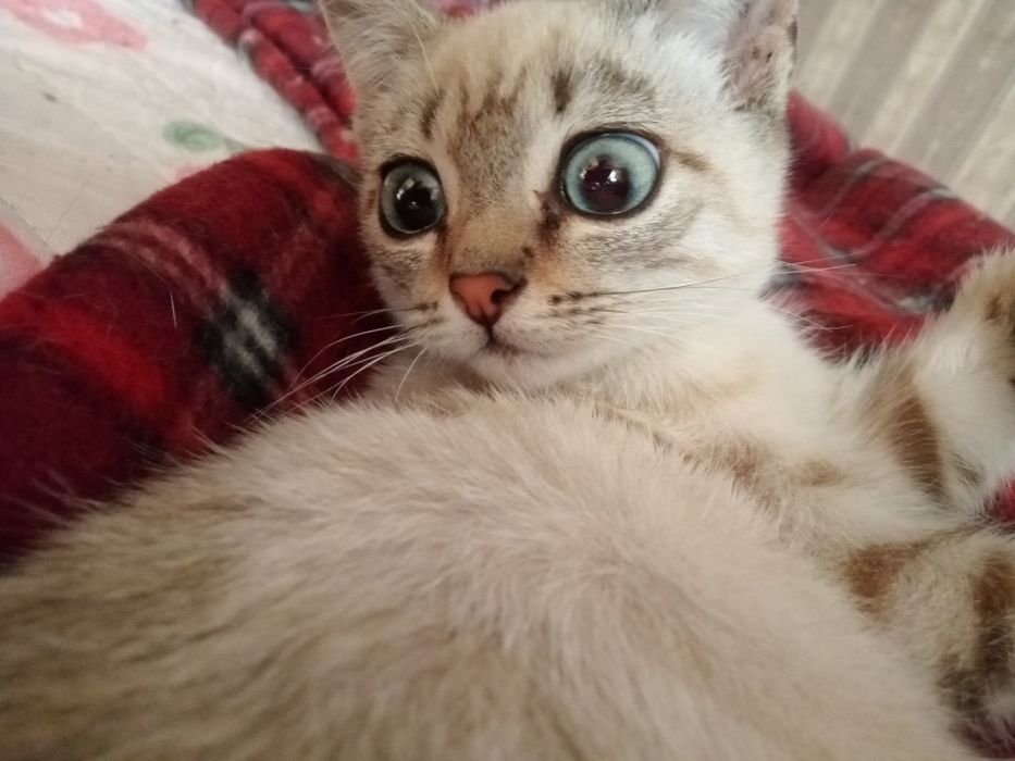 Отдам даром котенка.