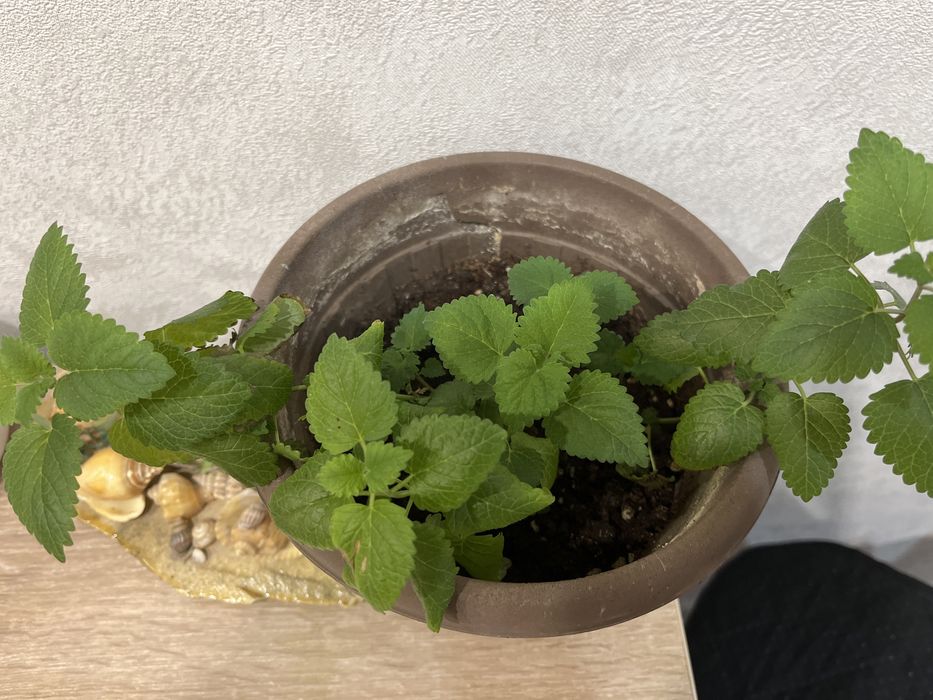 Цветок мята мелиса домашняя