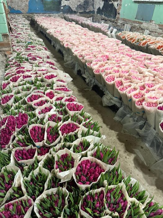 Беллорусские тюльпаны