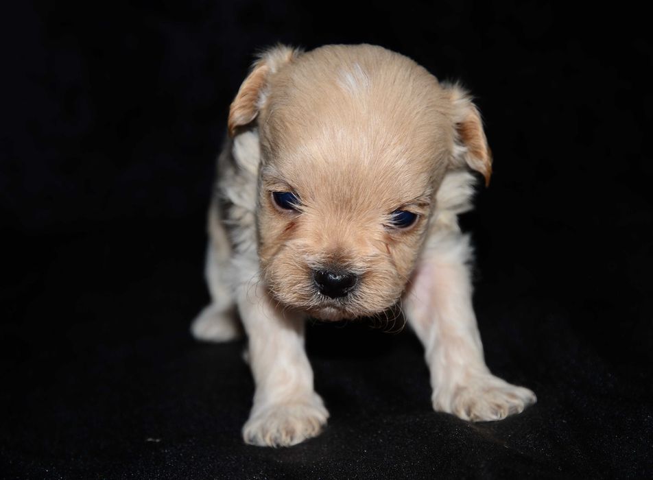 Кукольные Мальтипу F1 , Maltipoo !