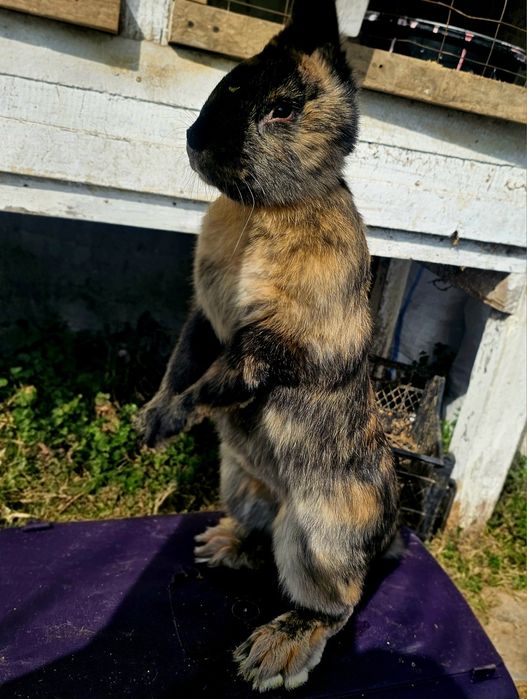 De vânzare:Iepuri 3.5 luni