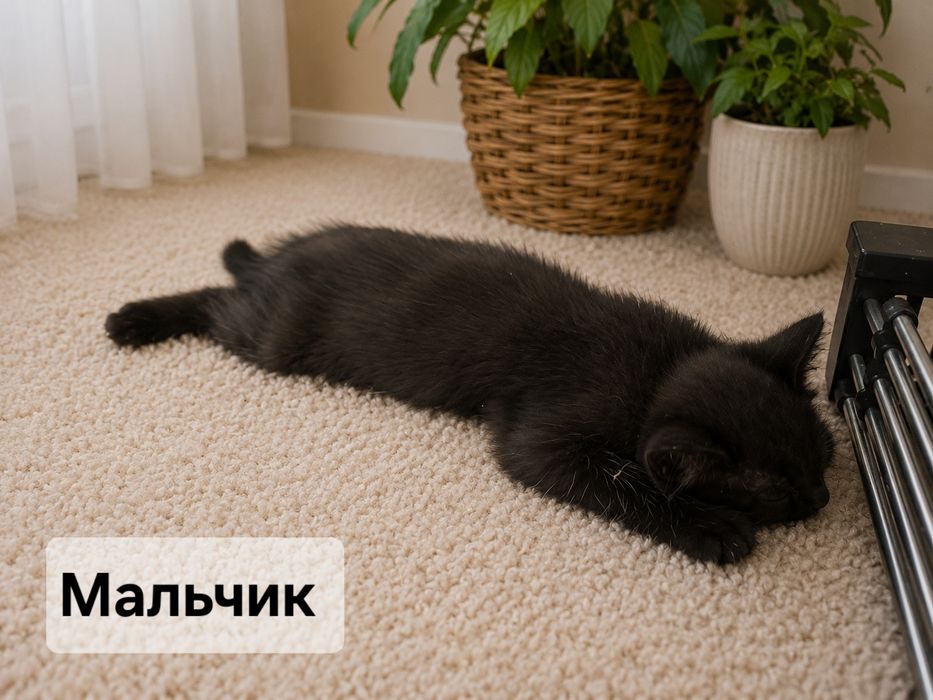 Отдаём 4-х котят