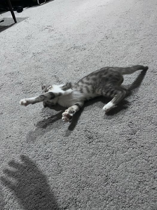 Шодланская мушук боласи сотилади