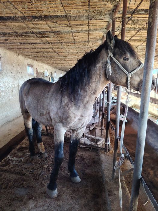 Айғыр 6жасар Айғыр