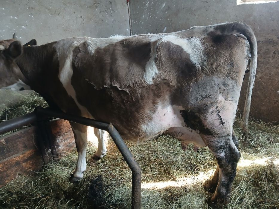 Vaca de vanzare cu vitel