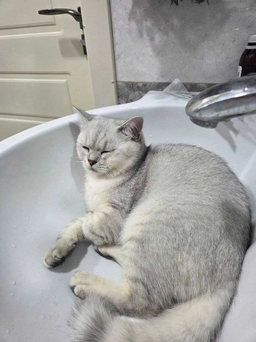 Скоттиш страйт Шиншилла