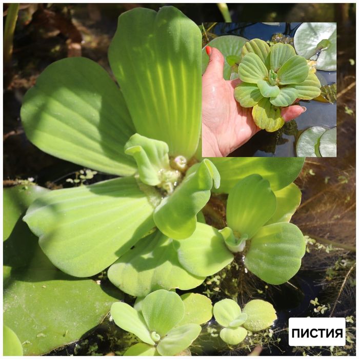 Продам прудовые растения