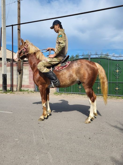 Продам срочно! 3летка