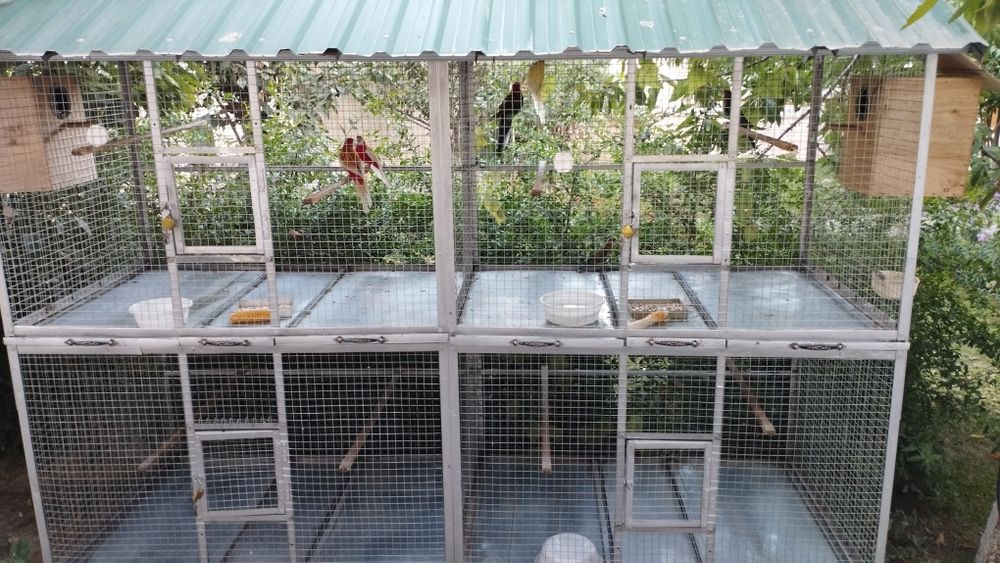 Qafas sotiladi продается валер