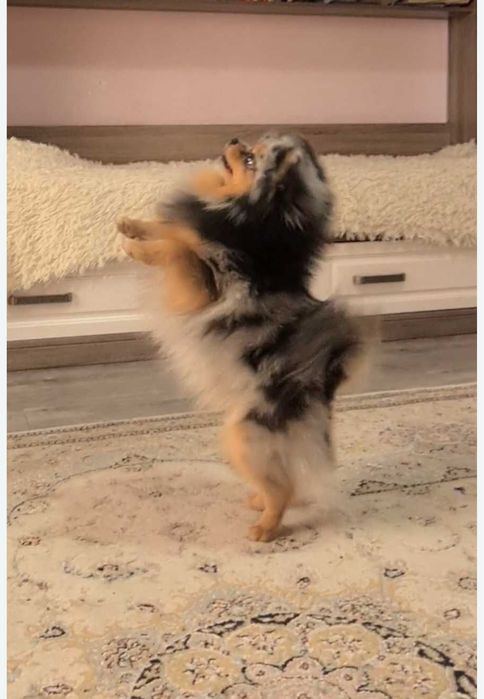 Померанский шпиц девочка