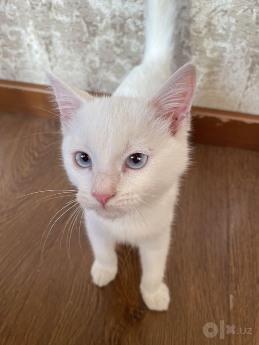 Котенок 3 месяца, белый