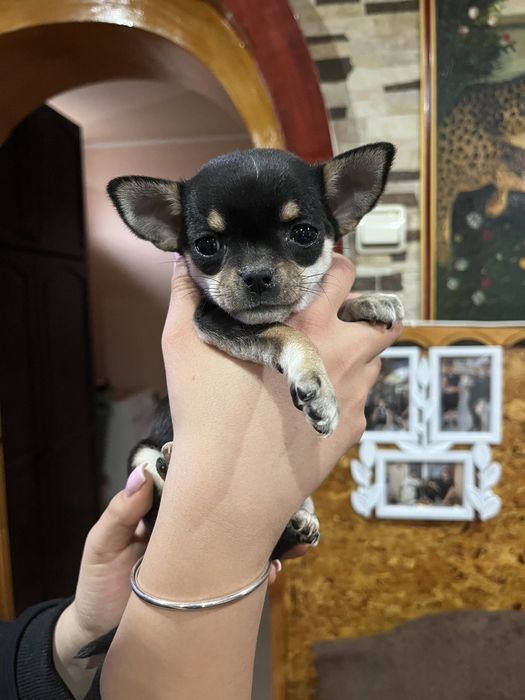 Мини чихуахуа на 2-ра ваксина