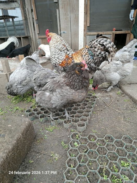 Vând oua de motata olandeza