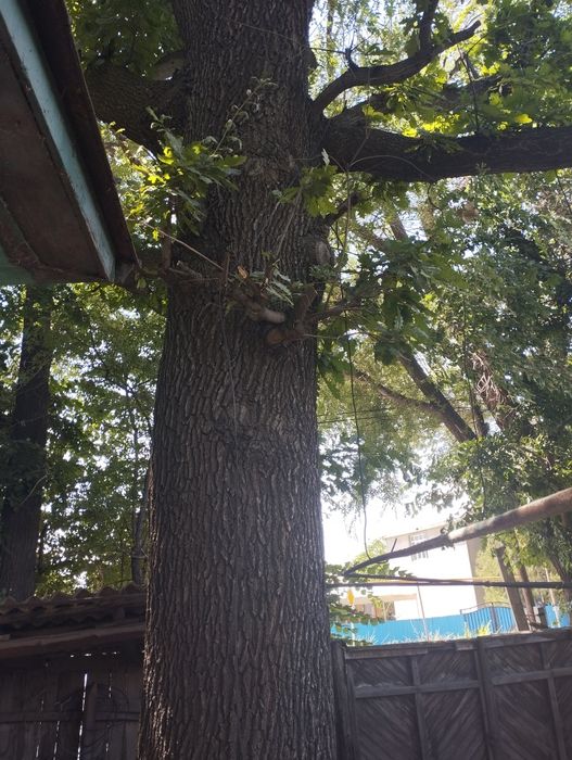 Продам дуб на мебель