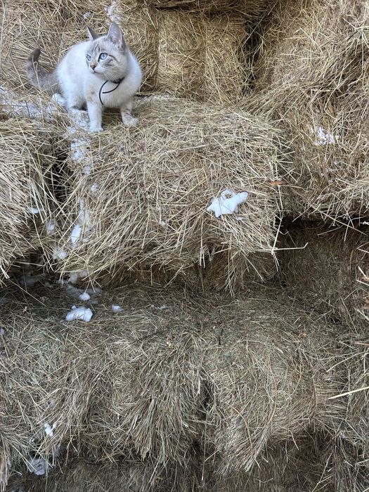 Продается сено в тюках