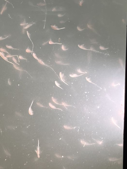 Продам живой корм -Артемию салина