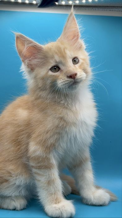 Продается котята моего Meynkun