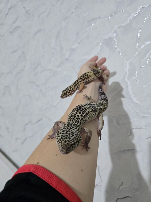 Эублефары, гекконы, ящерицы