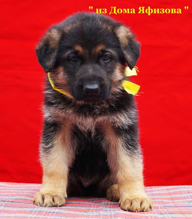 Щенки Немецкой Овчарки Чёрные и чепрачные   с документами .