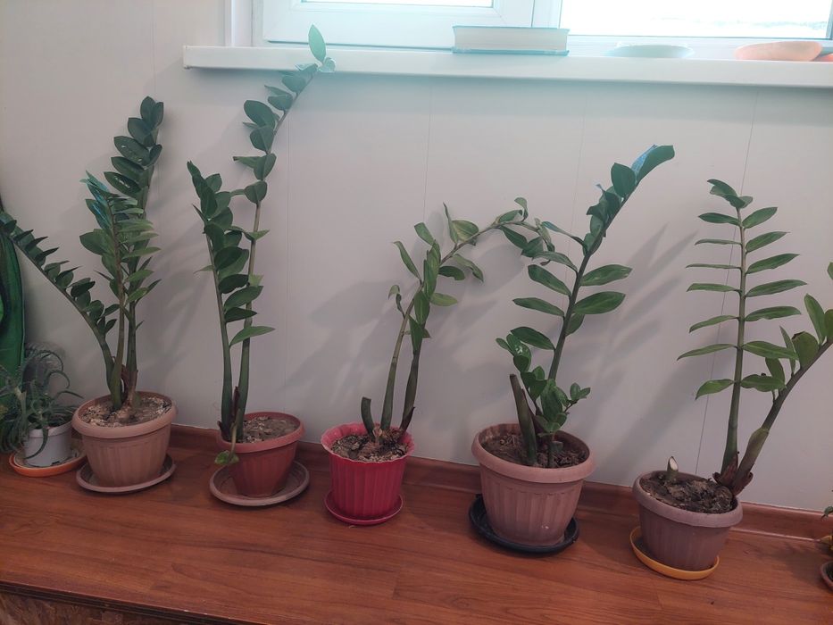 Долларовое дерево (замиокулькус)