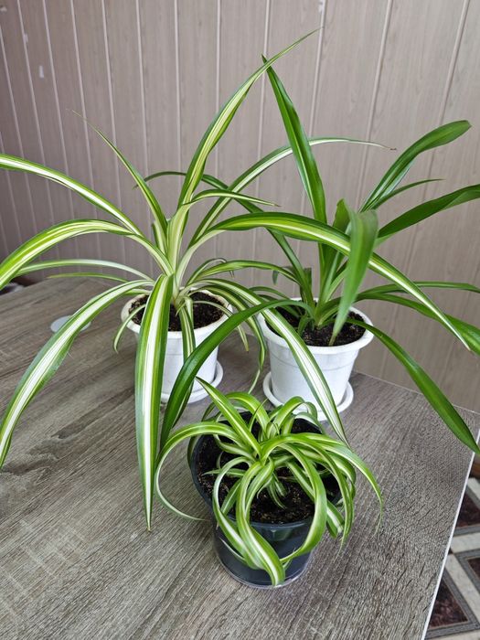 Комнатные цветы разные от 1500