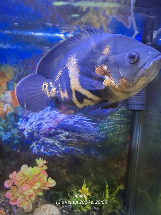 Baliq sotiladi astranatus 2 ta