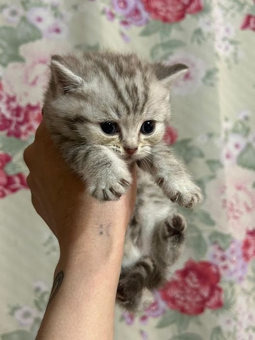 Шотландские котята Скоттиш-страйт